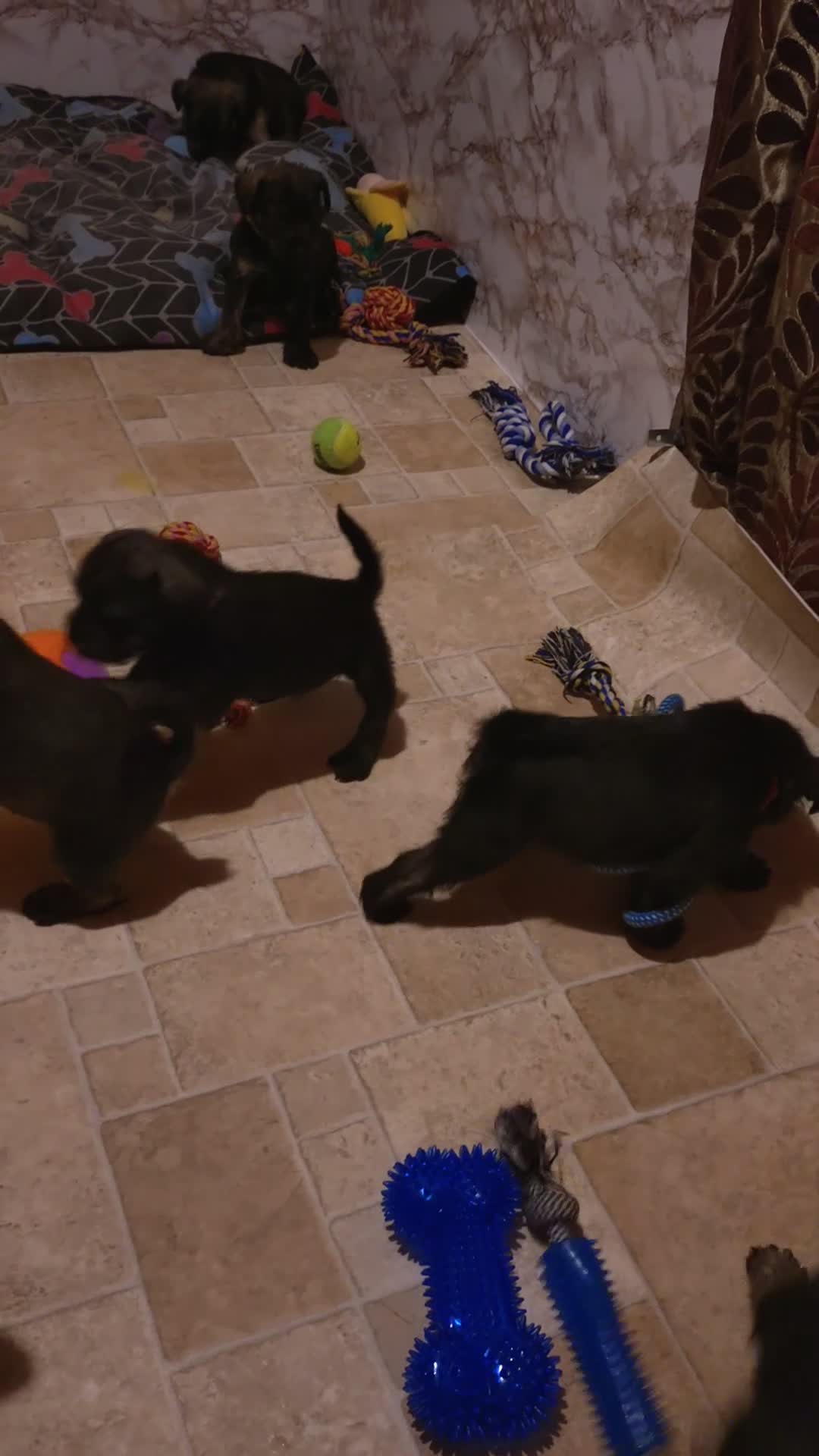 Miniature Schnauzer dogs for sale: 6 Miniature Schnauzer puppies - Video 2