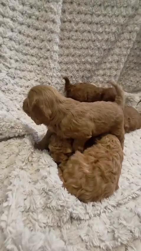 Cavapoo dogs for sale: 🌟 Rare Tiny Toy Cavapoo's F1B - Video 1