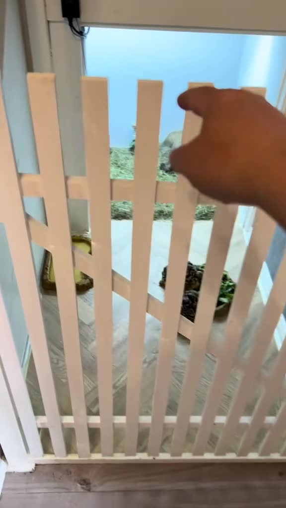 Tortoise reptiles for sale: 2 female leopard tortoises  - Video 1