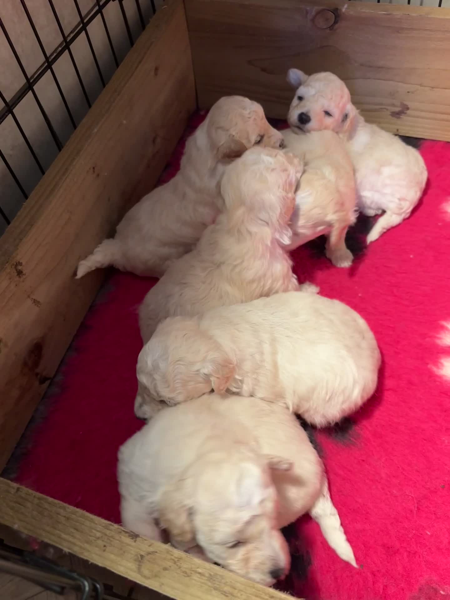 Poochon dogs for sale: Beautiful fluffy puppies  - Video 1