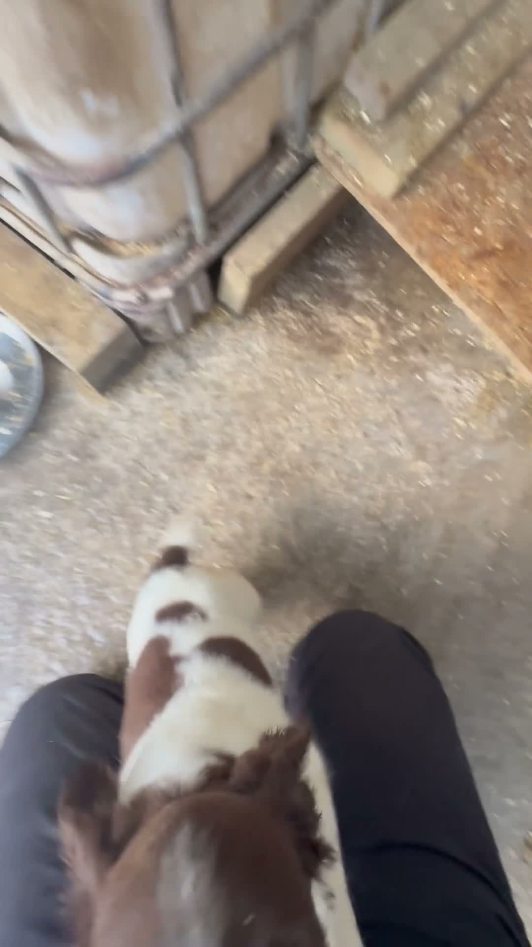English Springer Spaniel dogs for sale: Stunning ESS puppies  in Skelmersdale - Video 4
