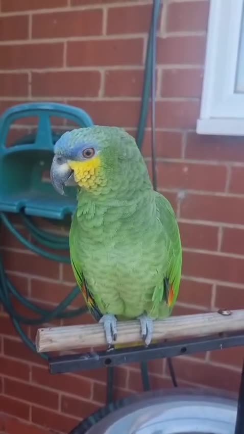 Parrots birds for sale: Amazon Parrot - Video 1