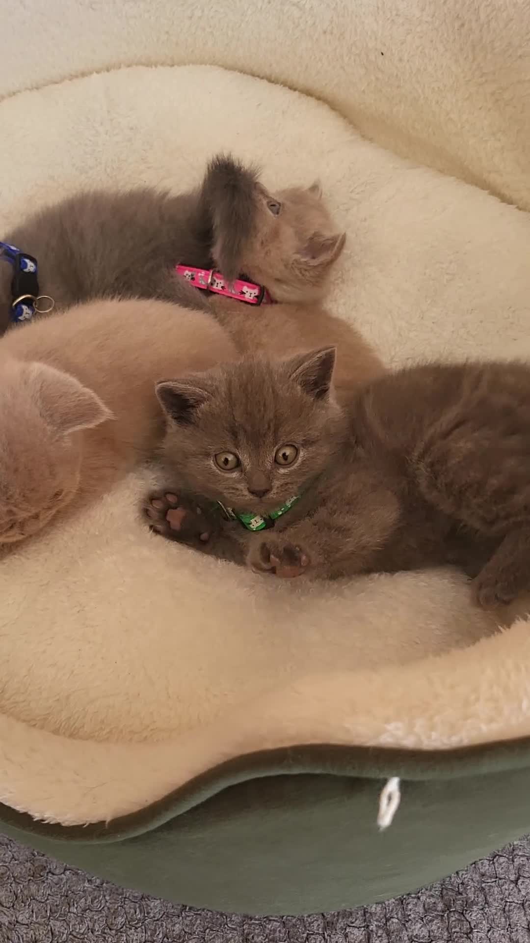 British Shorthair cats for sale: 4 adorable British Shorthair kittens - Video 2