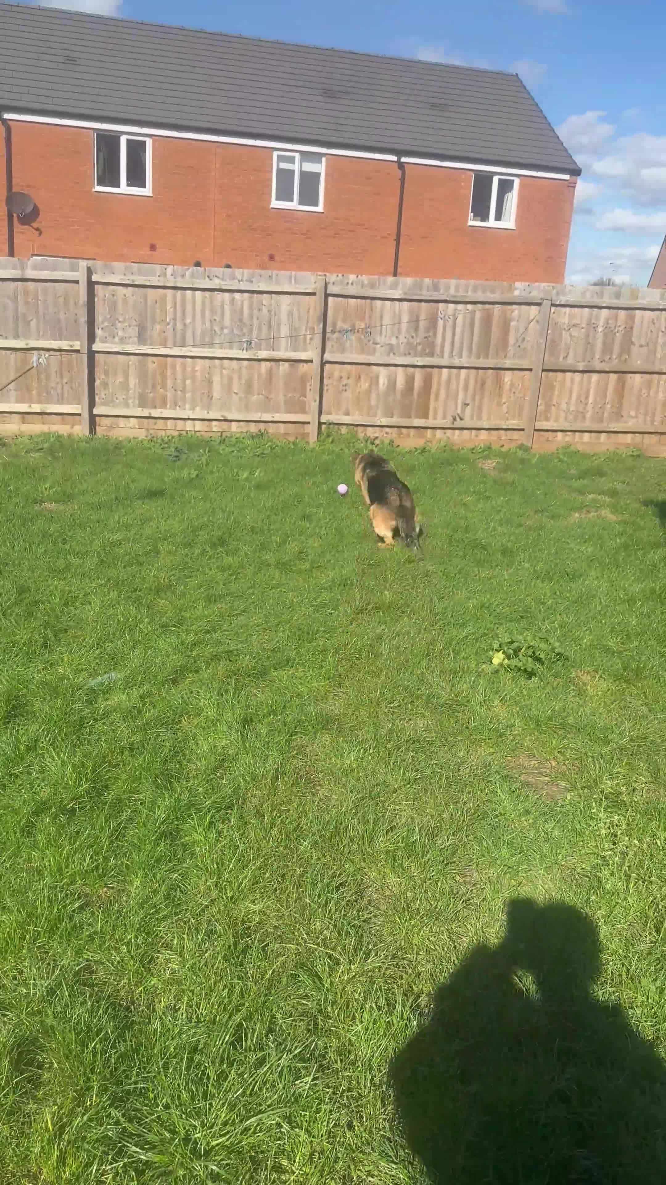 German Shepherd dogs for sale: 3 yr old Female GSD - Video 1