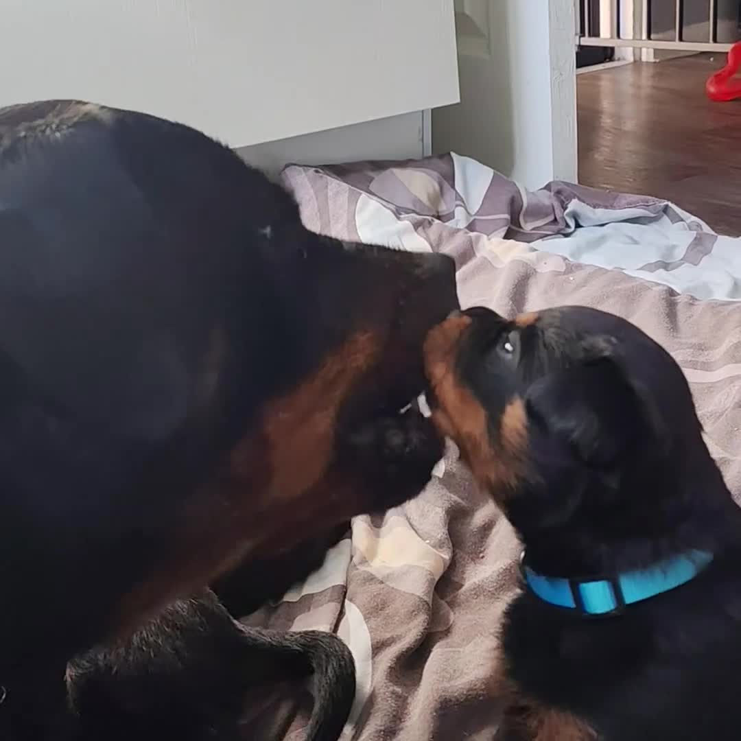 Rottweiler dogs for sale: Rottweiler puppies  - Video 3