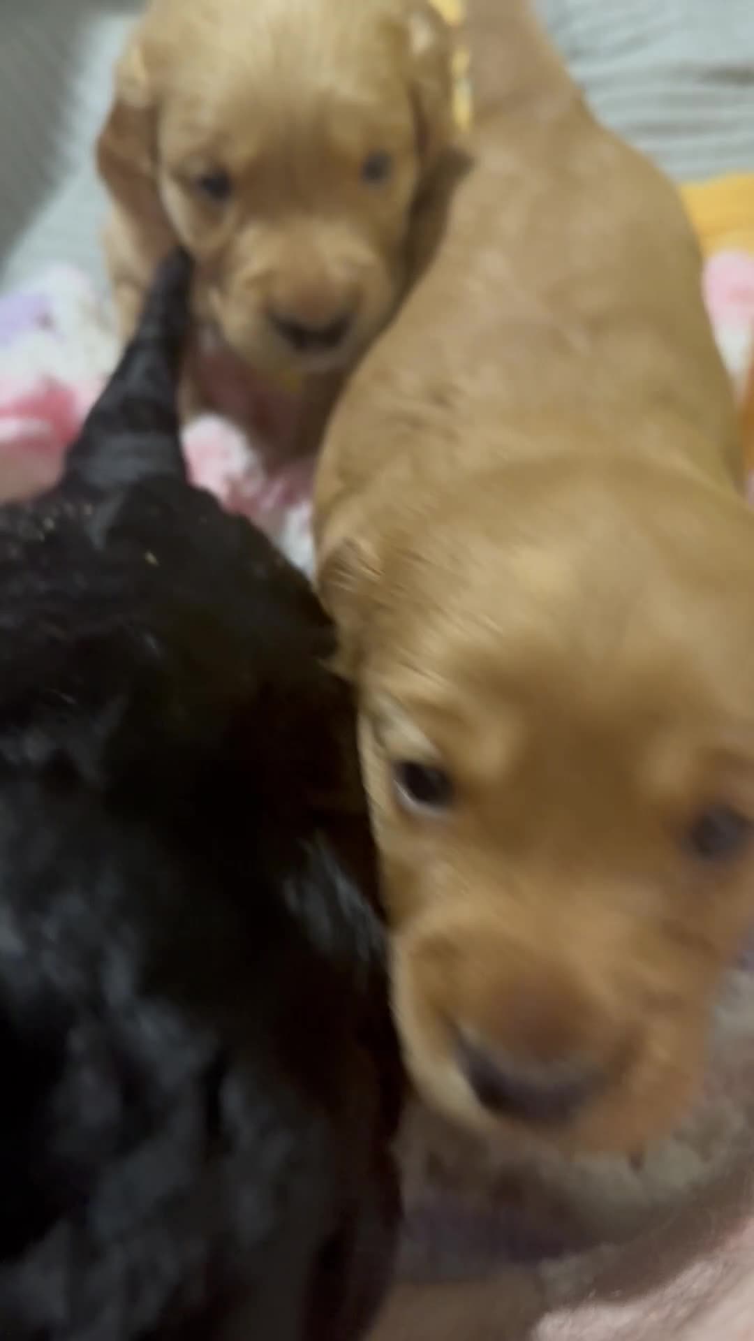 Mixed Breed dogs for sale: Show Cocker X Miniature dachshund Puppies - Video 2