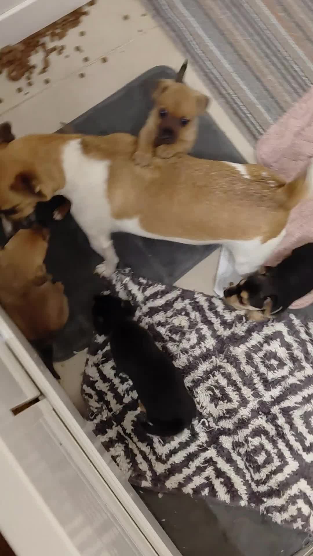 Jack Russell dogs for sale: Jack Russell Puppies - Video 3