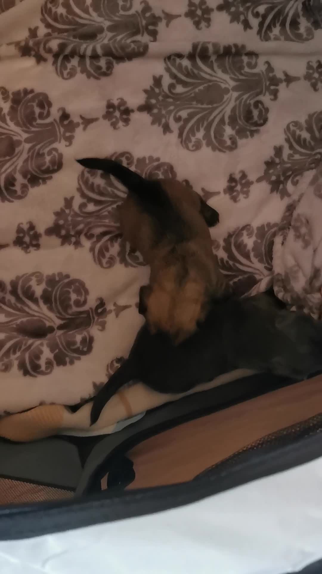 Mixed Breed dogs for sale: Little bundles of schweenie love!  - Video 2