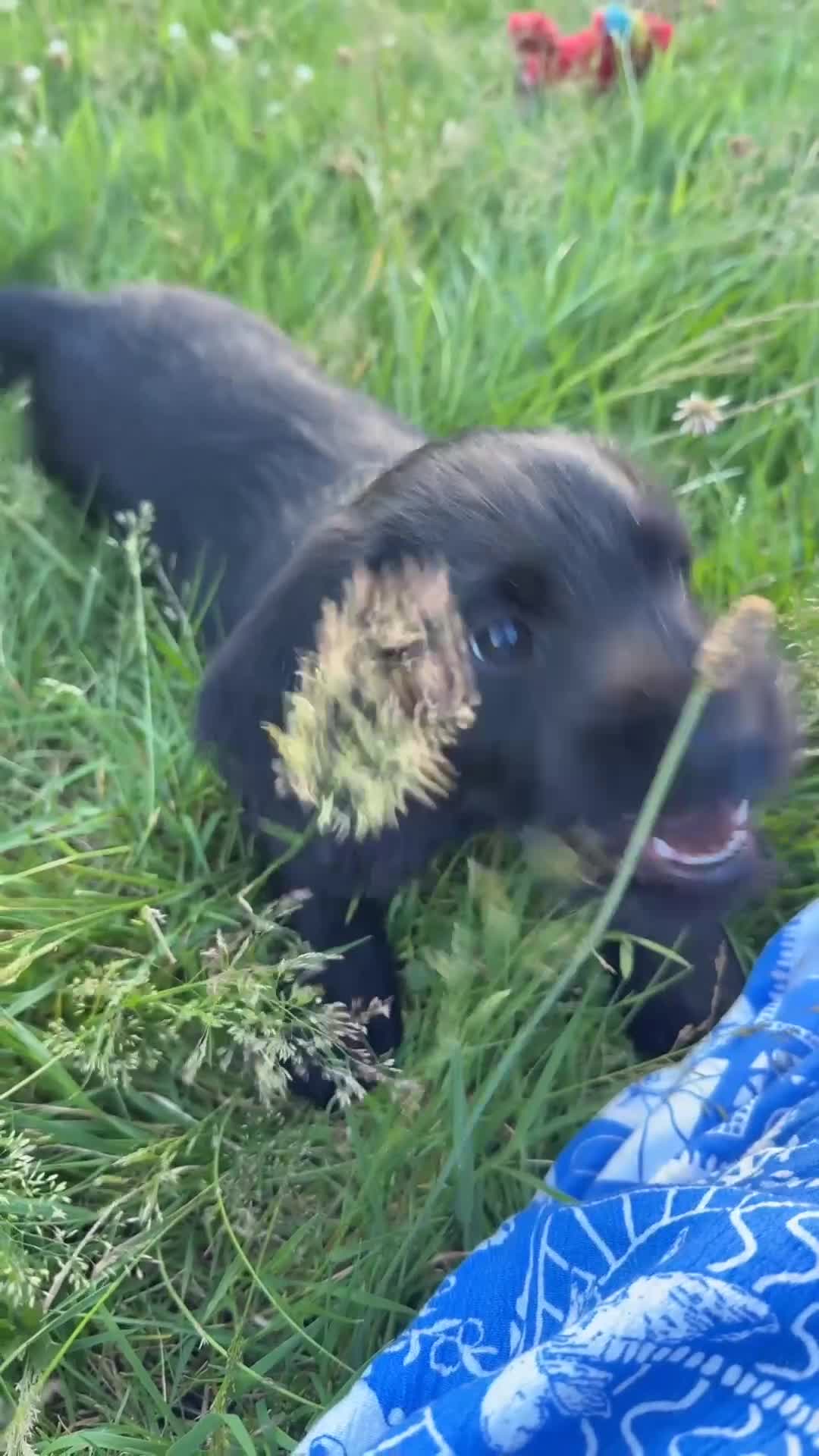 Labradoodle dogs for sale: Now ready miniature labradoodles  - Video 2