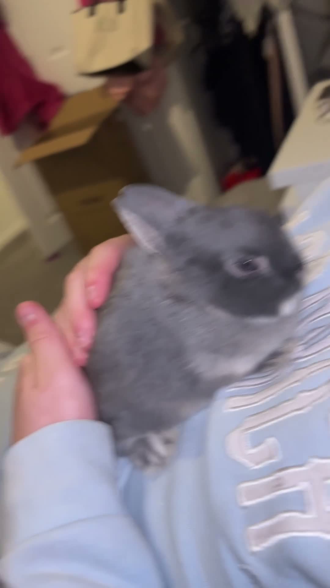 Netherland Dwarf rabbits for sale: PLEASE READ😢💔 in Newcastle upon Tyne - Video 1