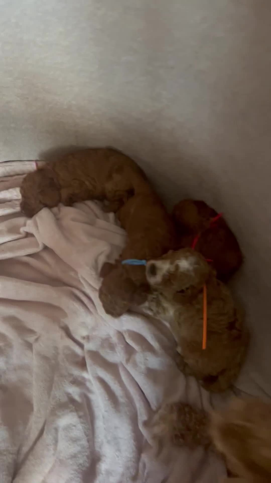 Cavapoo dogs for sale: F1B cavapoos  - Video 1