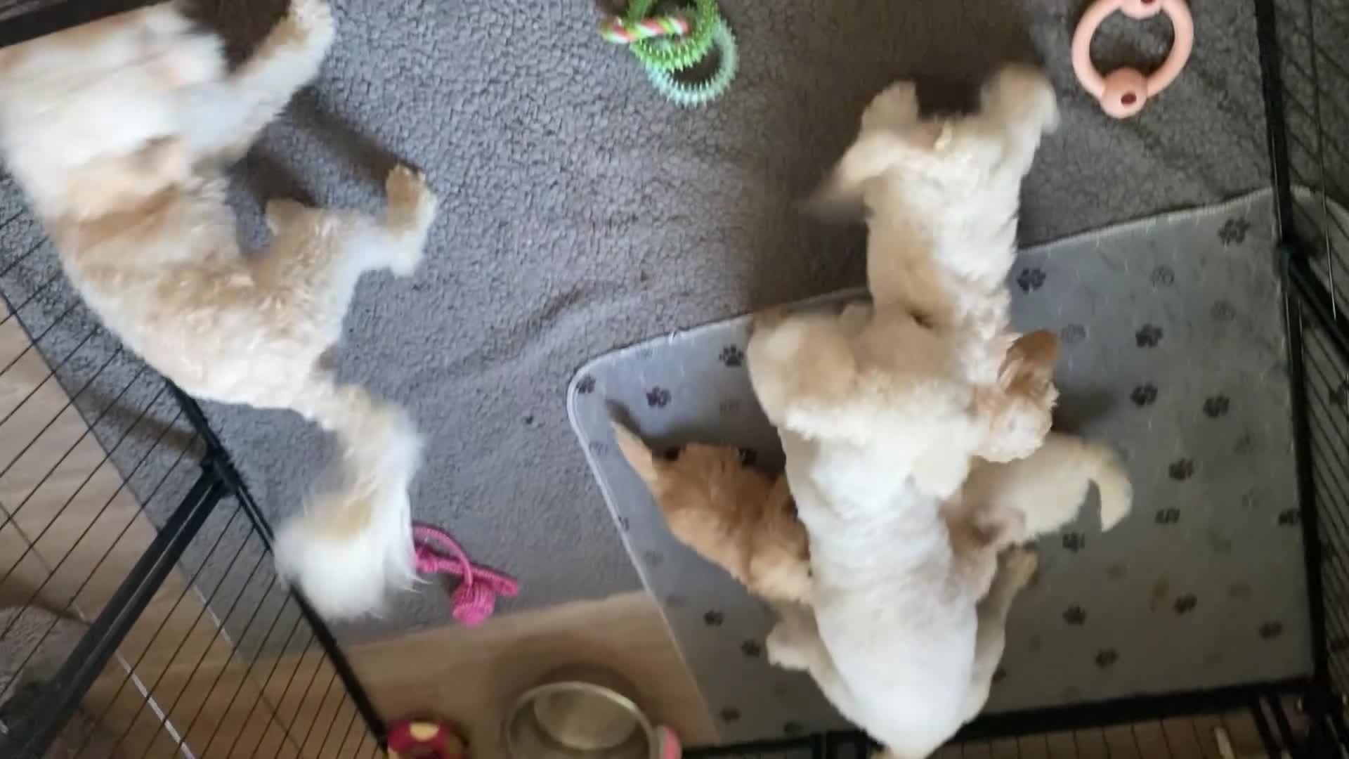 Cavapoochon dogs for sale: Cavapoochon puppies with 5 weeks free insurance   - Video 5