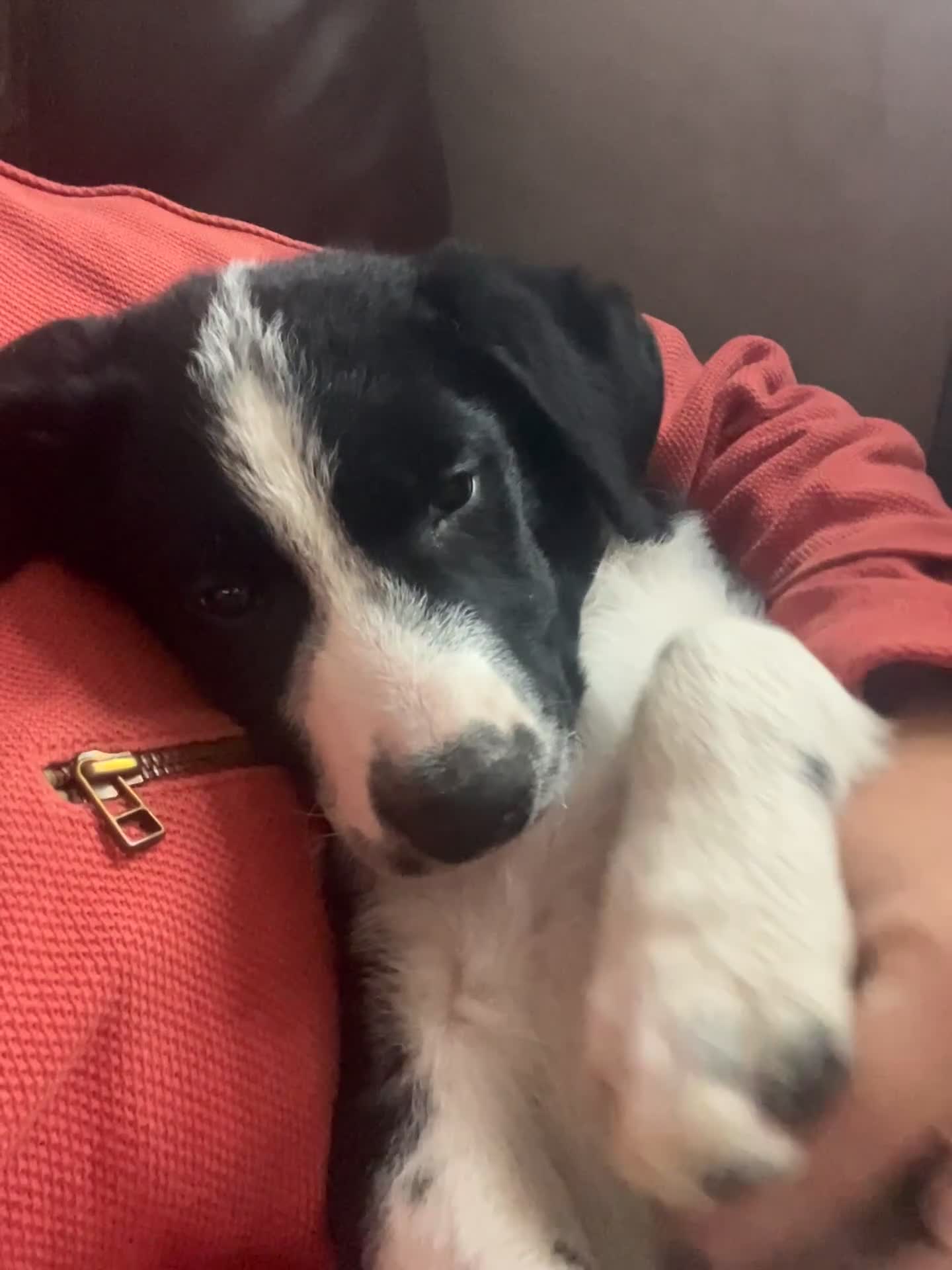 Border Collie dogs for sale: Collie puppies - Video 5