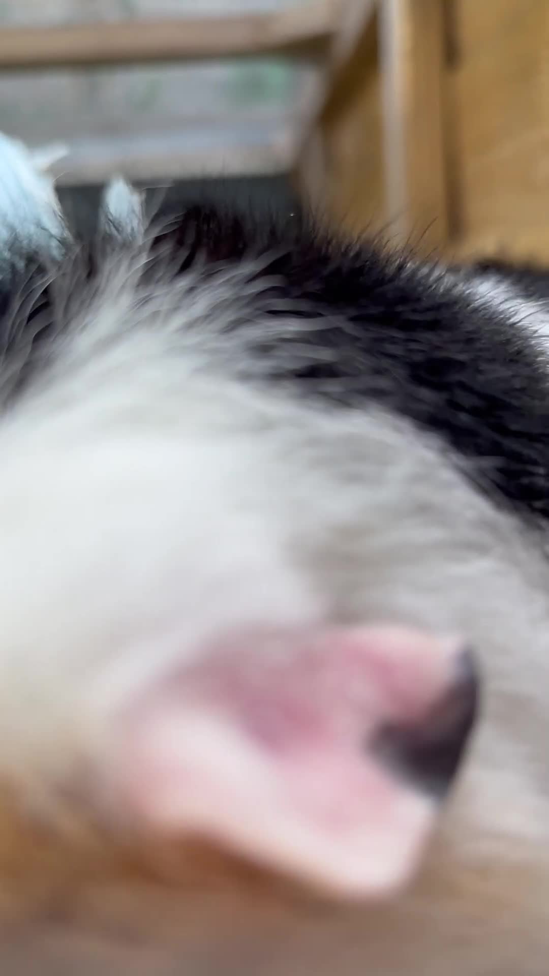 Guinea Pig rodents for sale: 6 month old female teddy guinea pigs  in Stowmarket - Video 1