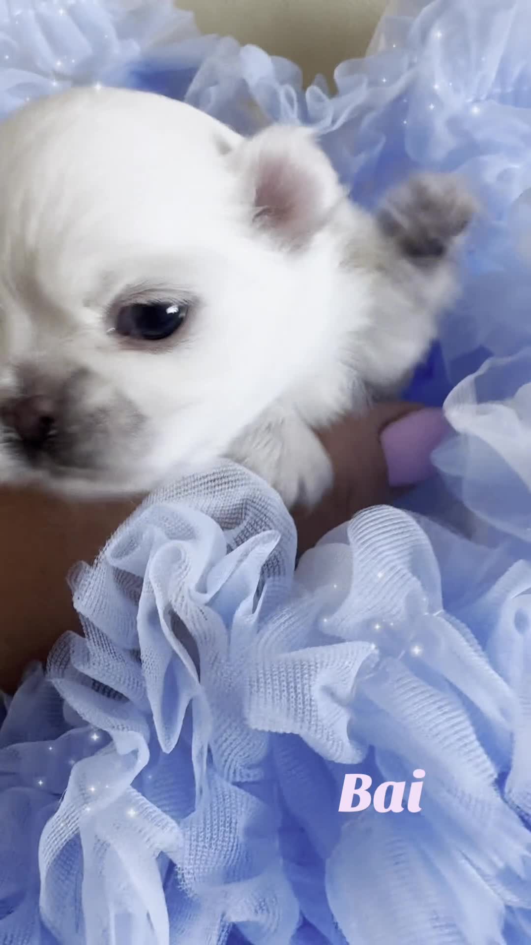 Chihuahua dogs for sale: KC qulity LC cream/white chihuahua puppies  - Video 1
