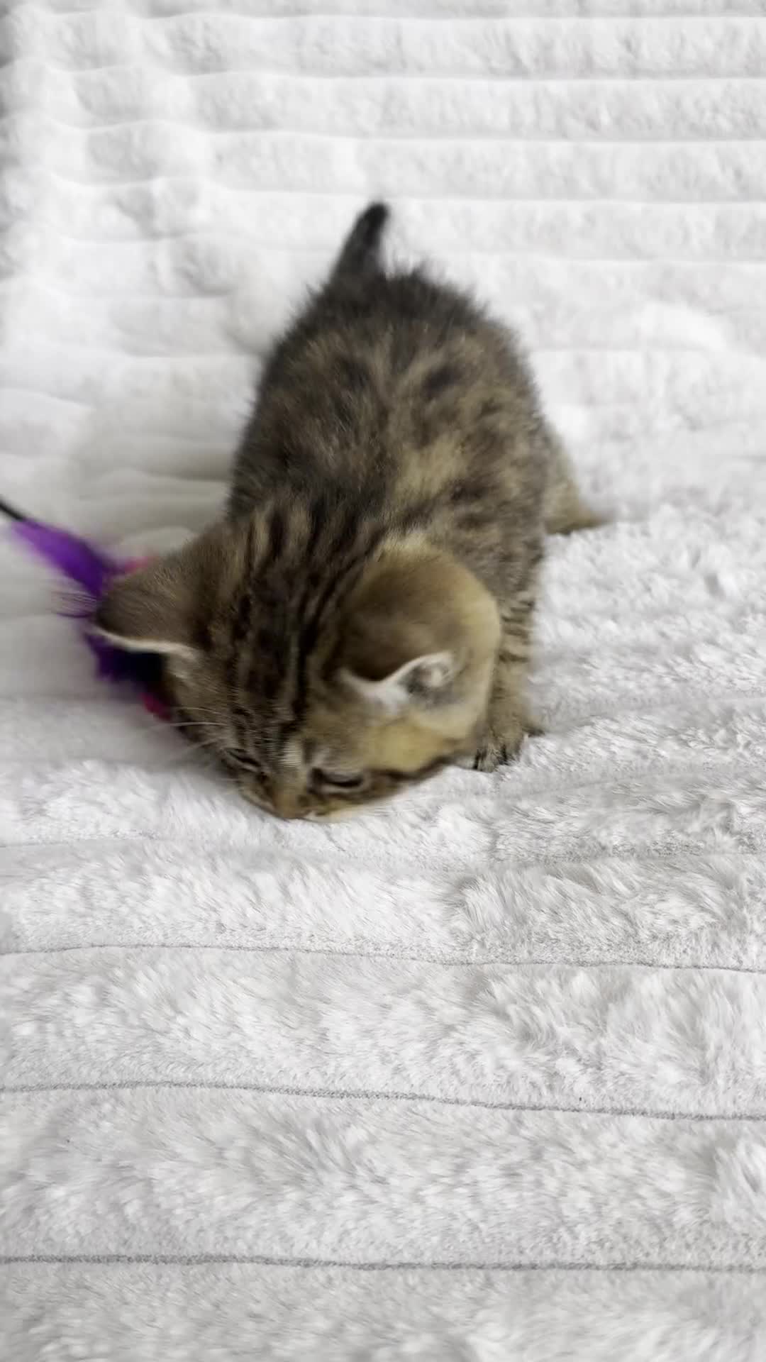 British Shorthair cats for sale: ❤️😻Stunning PEDIGREE BRITISH SHORTHAIRS ❤️❤️😍 - Video 2