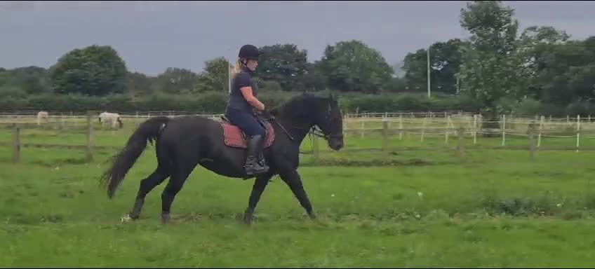 British Warmblood horses for sale: Eventing Schoolmistress in Northallerton - Video 1
