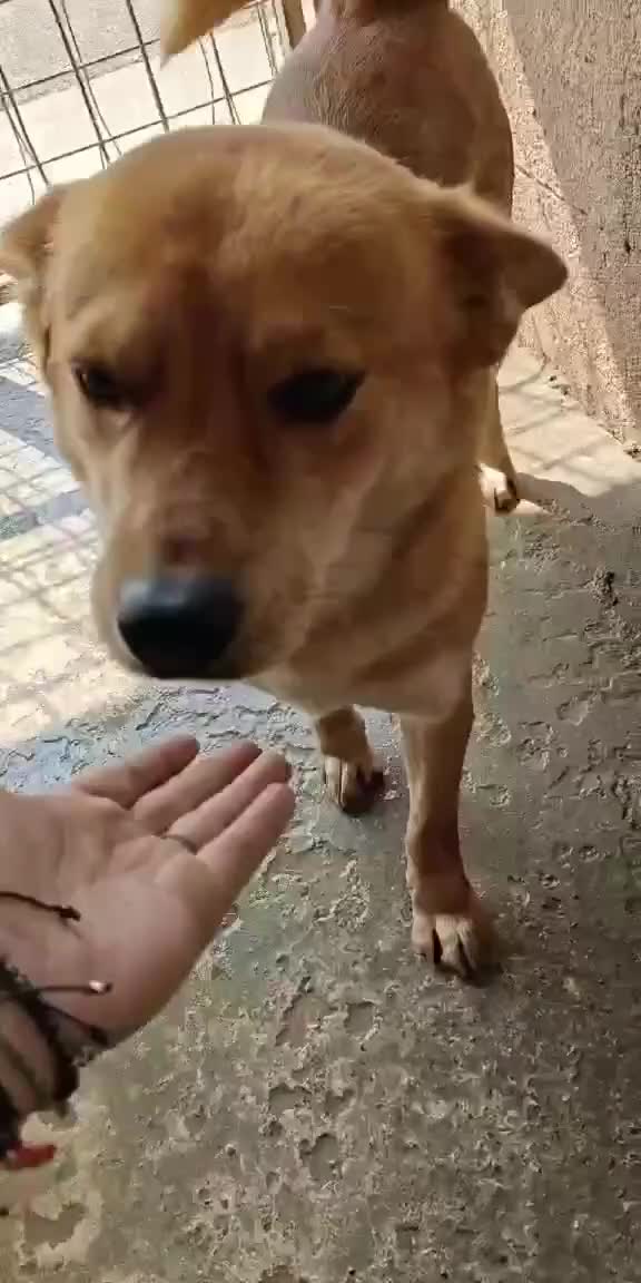 Mixed Breed dogs for adoption: 🐾Amber - a sweet & gentle girl with a warm heart - Video 1