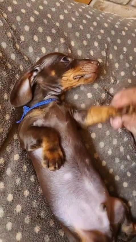 Miniature Dachshund dogs for sale: Gorgeous Mini Smooth Dachshunds Ready Now - Video 3