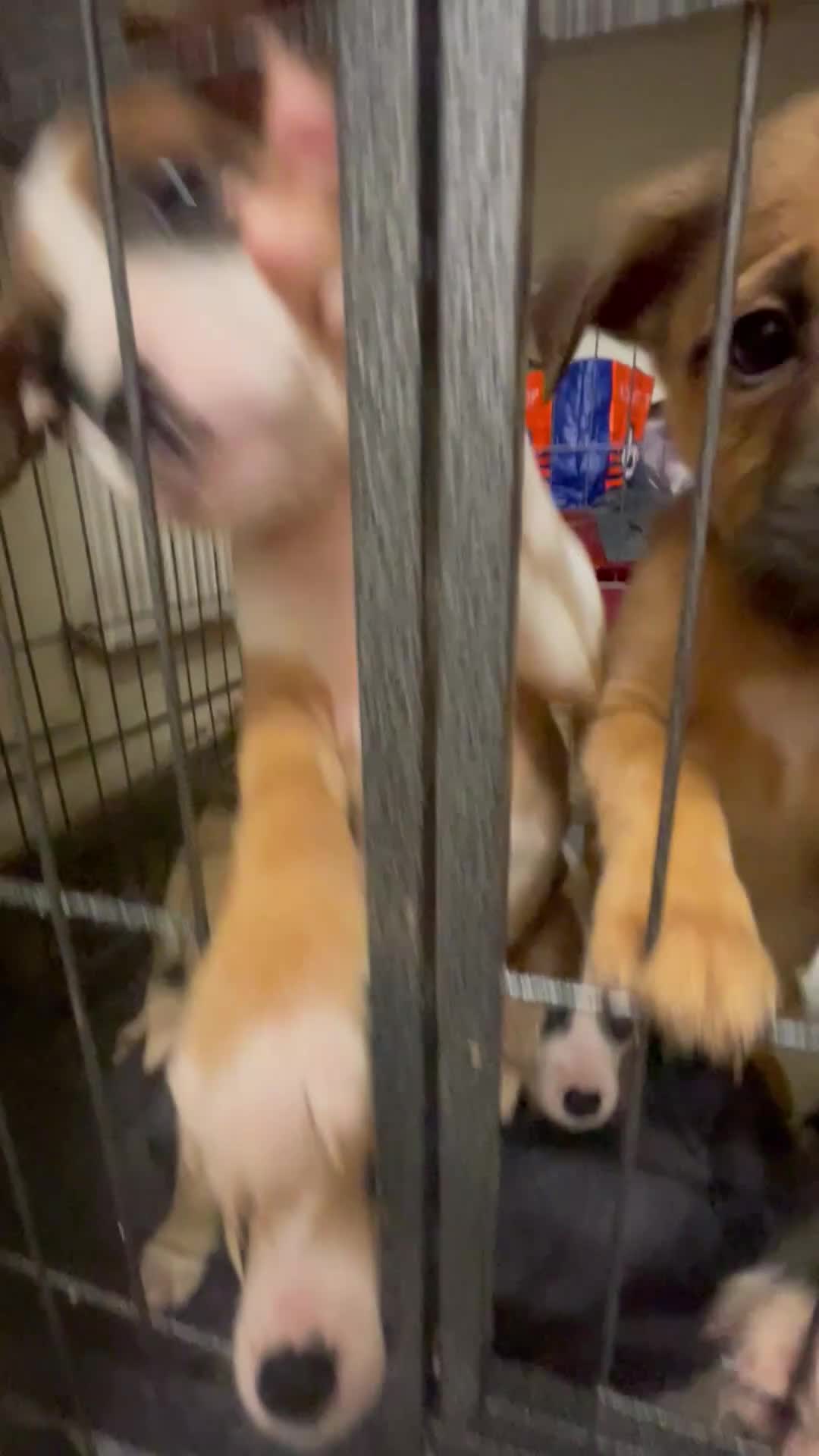 Mixed Breed dogs for sale: Puppies ready to leave now! 🐶❤️ - Video 1
