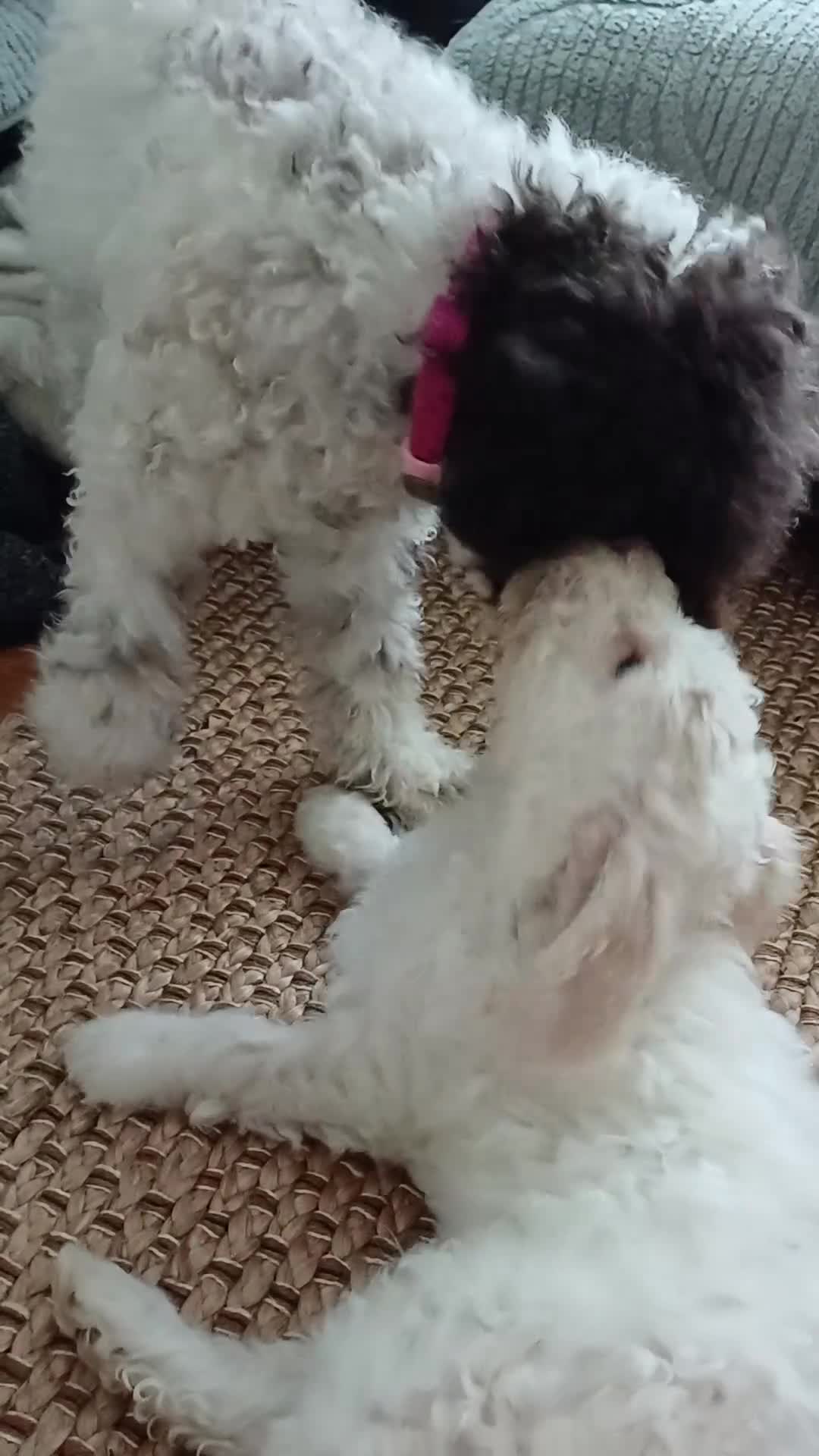 Lagotto Romagnolo dogs for sale: Reduced Lagotto Vet Checked/Chipped/Vaccinated   - Video 4