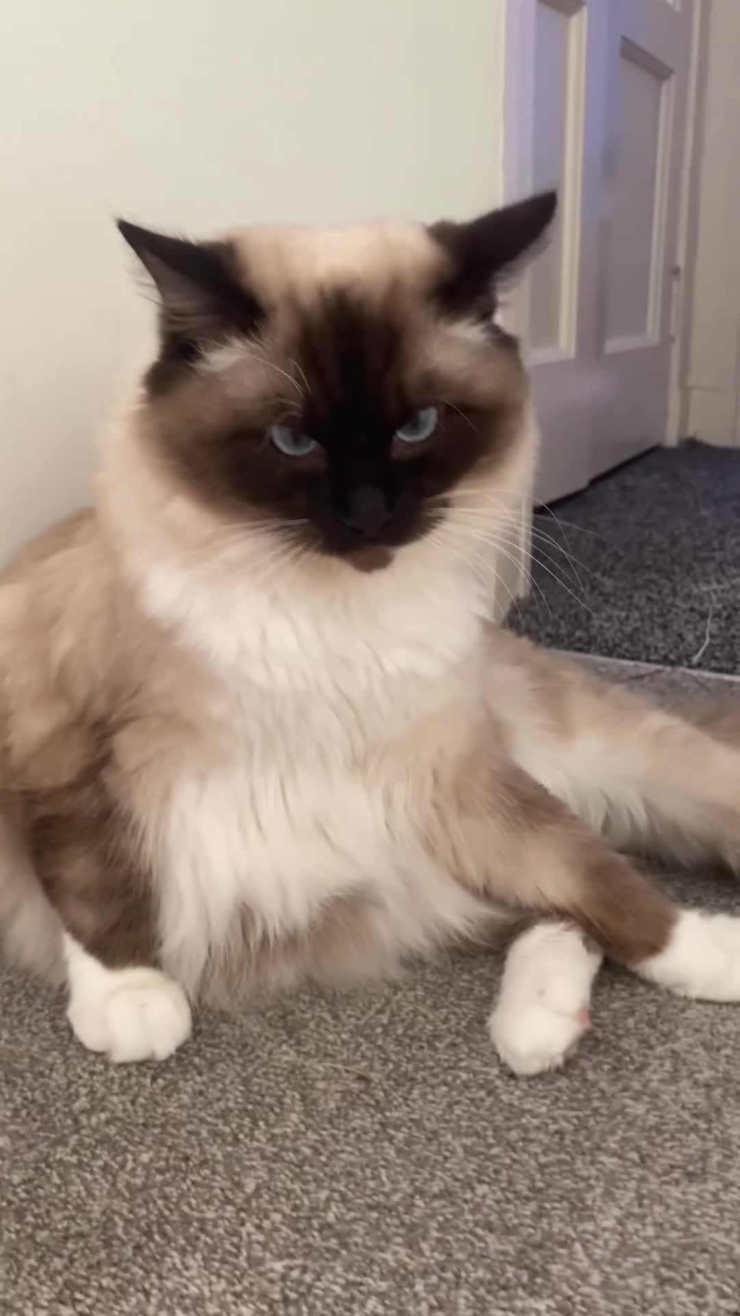 Ragdoll cats for sale: Ragdoll boy 10 months old - Video 1