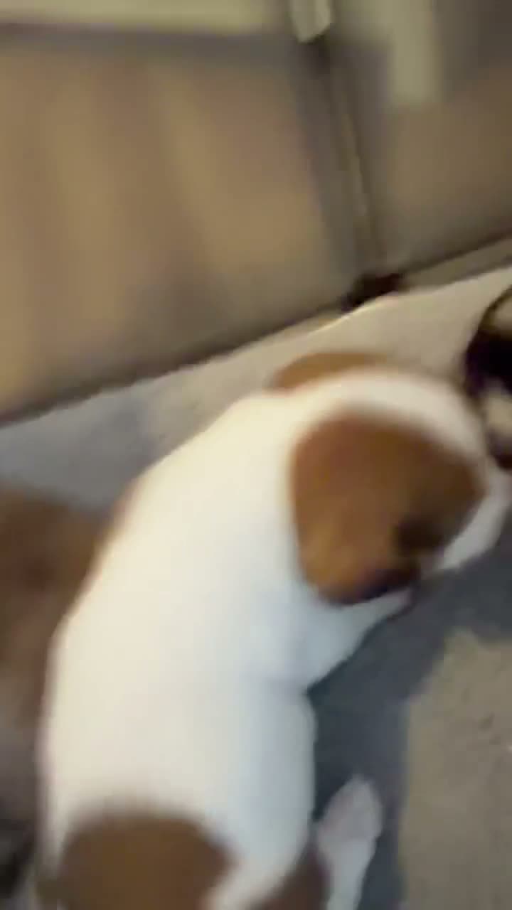 Mixed Breed dogs for sale: Jack bullshund - Video 1
