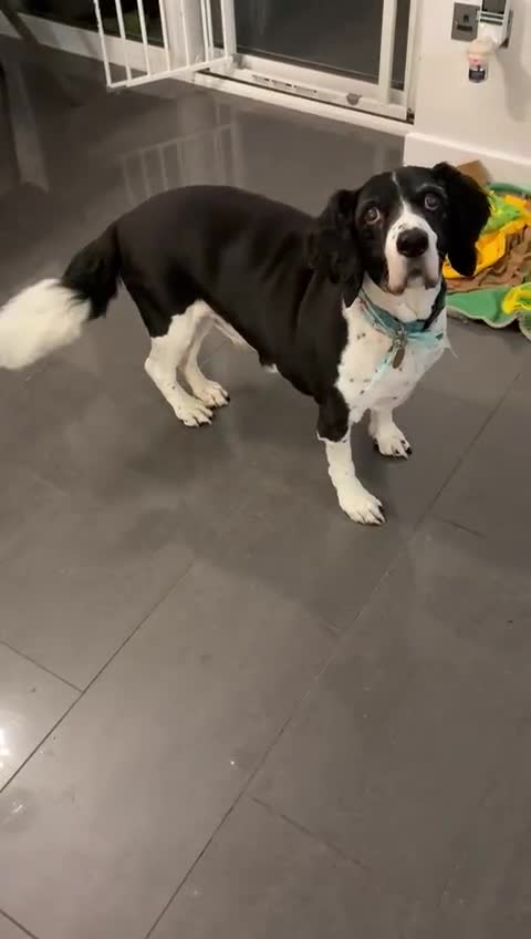 Mixed Breed dogs for adoption: 💙JAKE💙-A GOLDEN BOY WHO DESERVES PEACE, NOT LOSS - Video 2