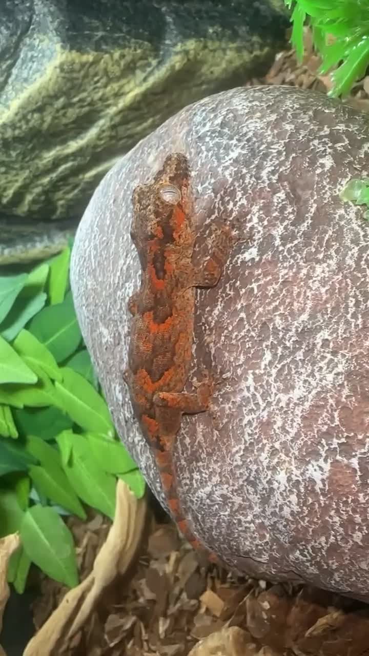 Gecko reptiles for sale: Gargoyle gecko  - Video 1