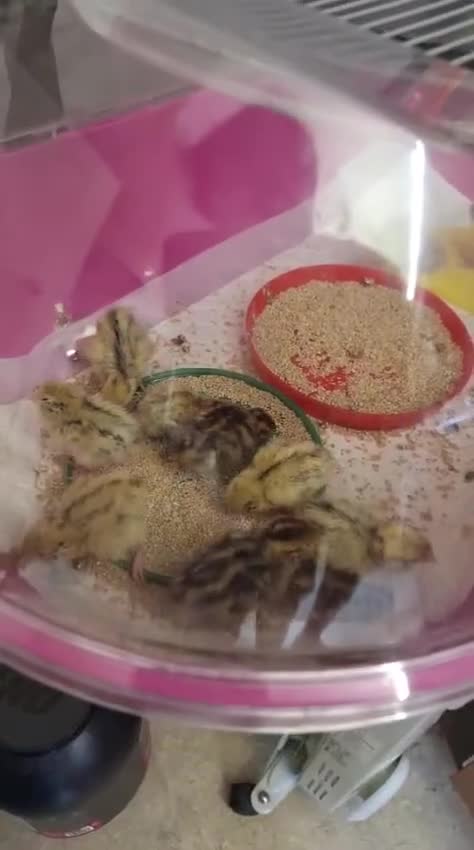 Quail poultry for sale: 🐣 Quail Chicks for Sale – £5 Each! 🐣 - Video 1