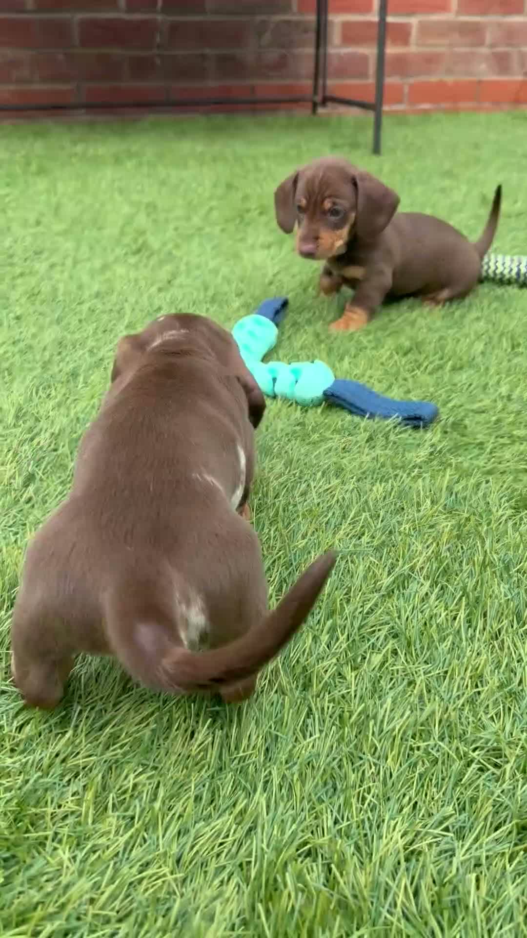 Miniature Dachshund dogs for sale: Outstanding miniature dachshund puppies  - Video 1