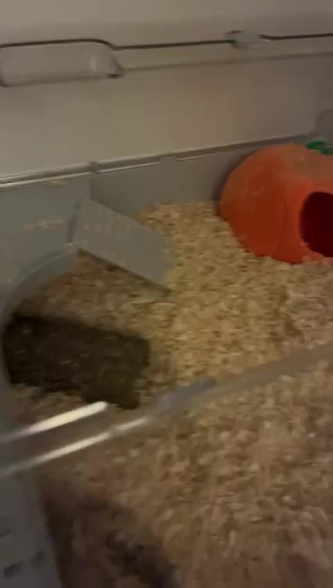 Gerbil rodents for sale: X2 Male Gerbils  - Video 1