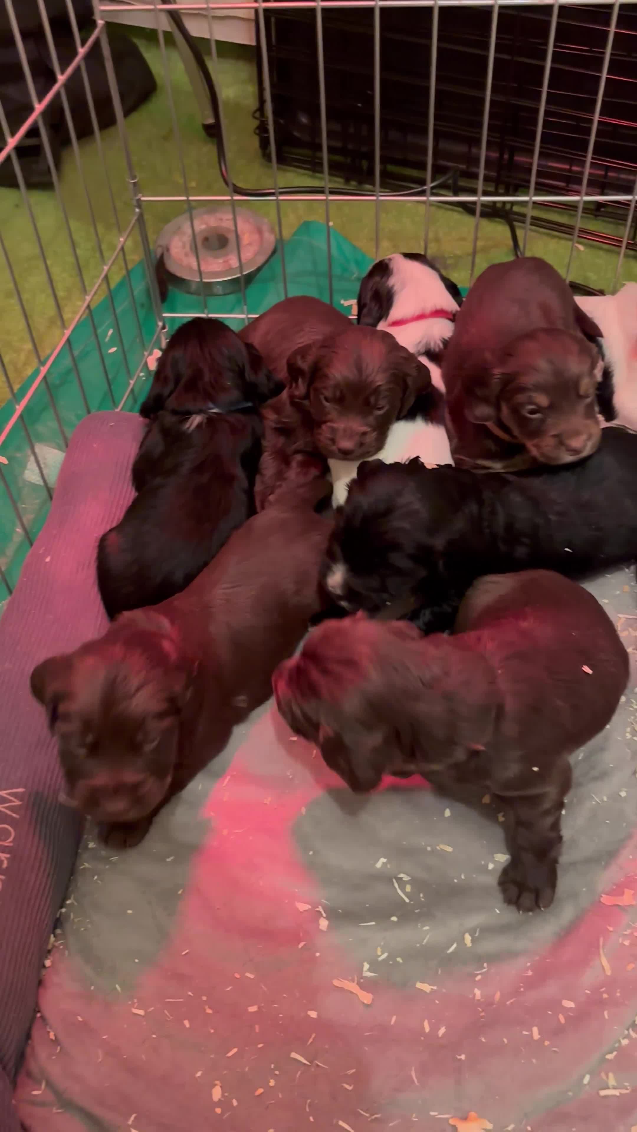Sprocker dogs for sale: Brown Sprocker Puppies / 2 male, 1 female left - Video 1