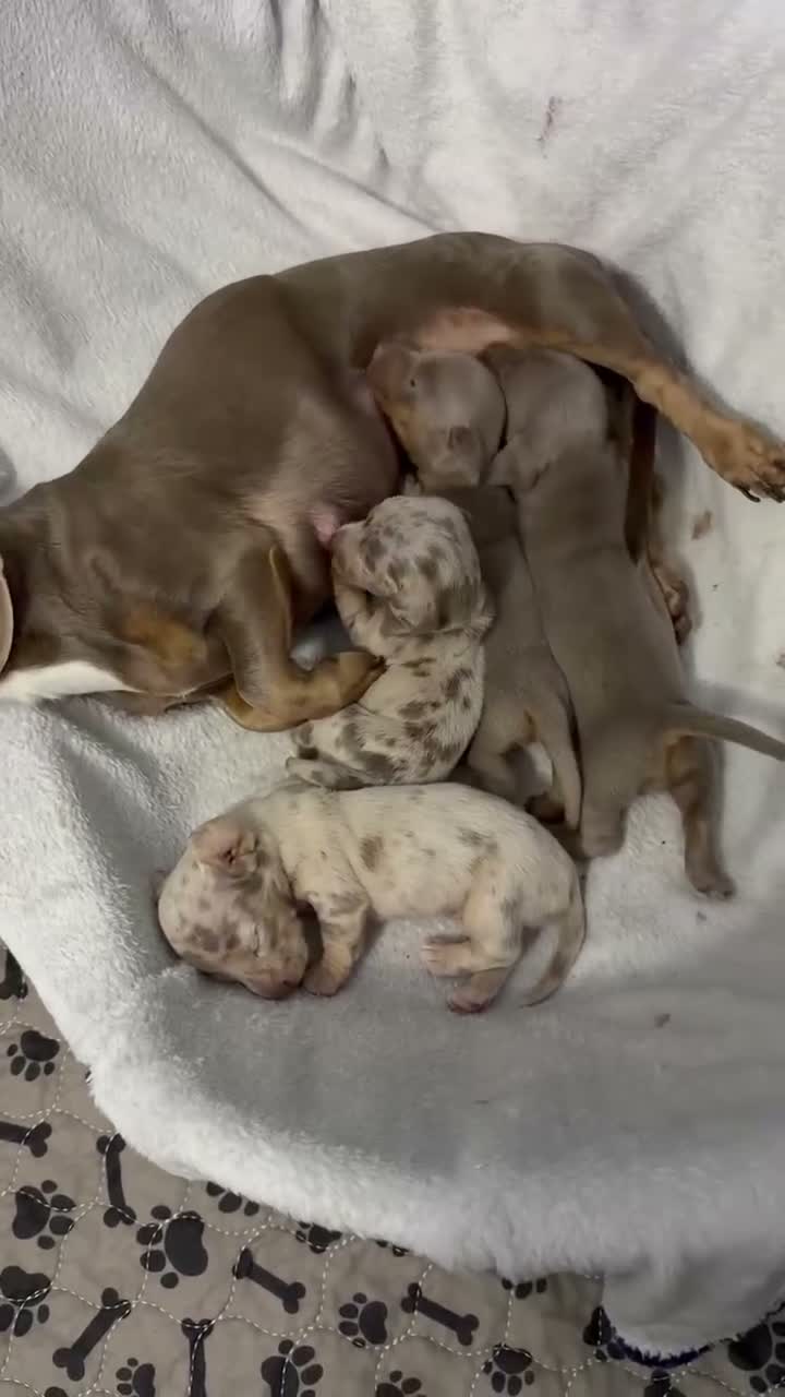 Miniature Dachshund dogs for sale: Beautiful Miniature Dachshund Girls in Liverpool - Video 1