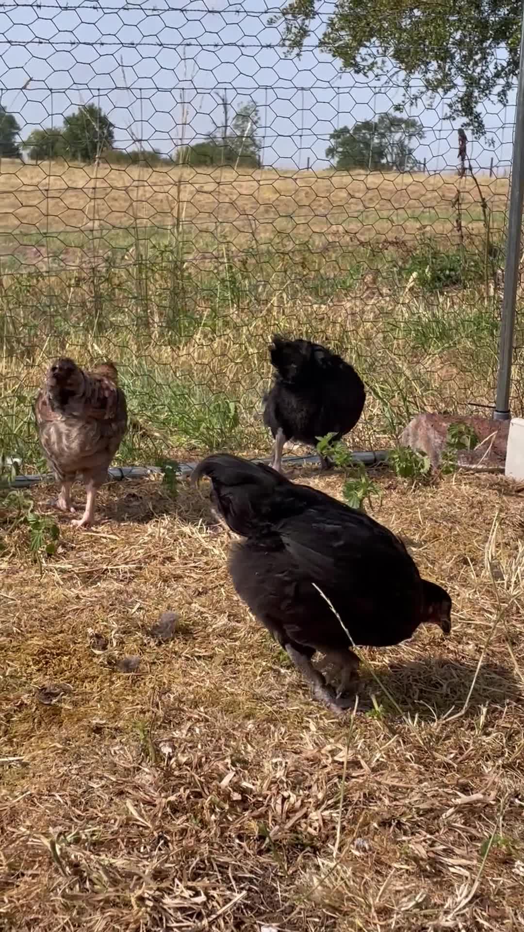 Chickens poultry for sale: Young Hens looking for a lovely home  - Video 2