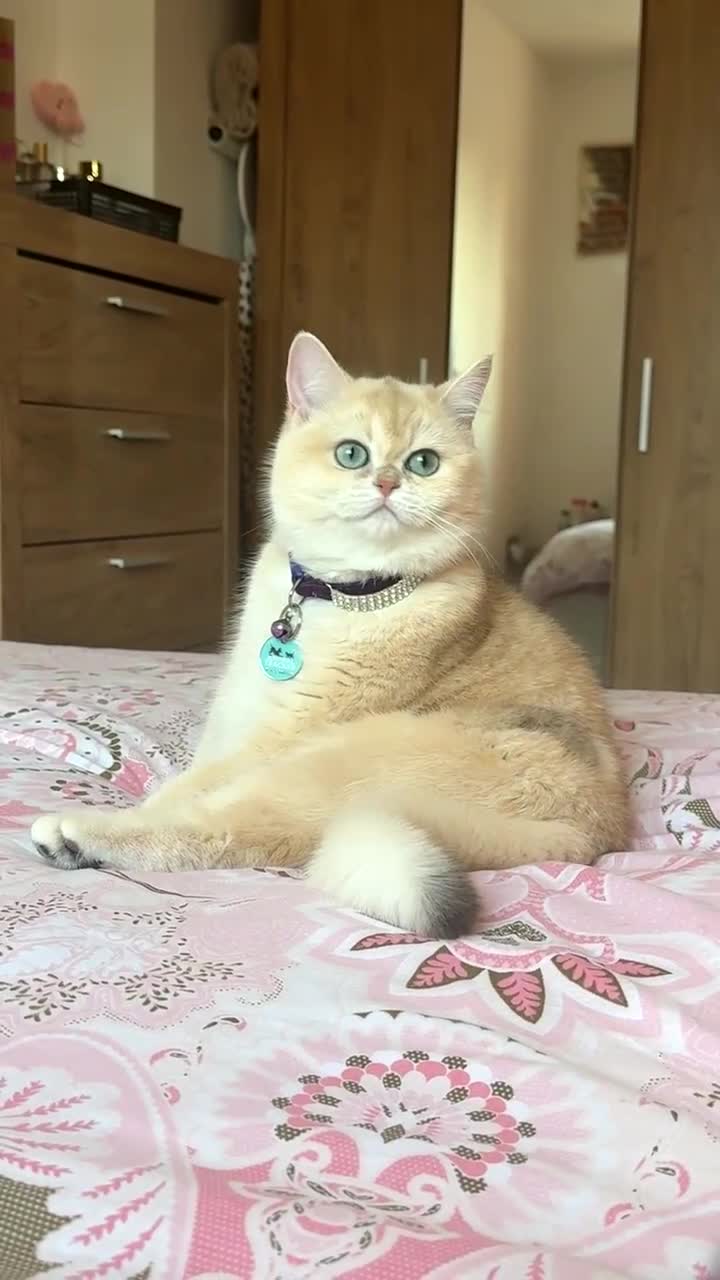 British Shorthair cats for sale: Golden Tipped British Shorthair Cat - Video 3