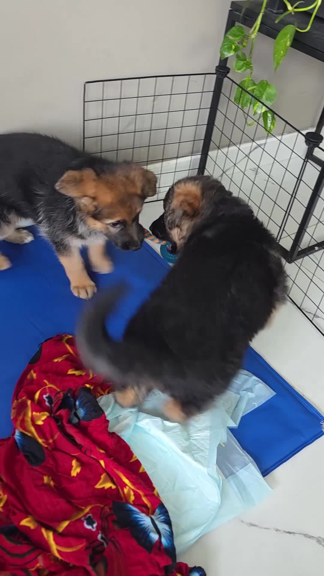 German Shepherd dogs for sale: Stunning german shepherd puppies for sale! - Video 2