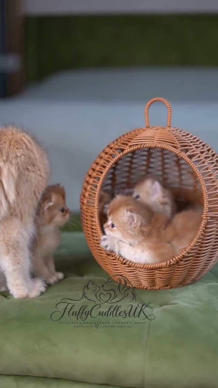 British Longhair cats for sale: TICA Exceptional Pedigree Golden British Kittens - Video 2