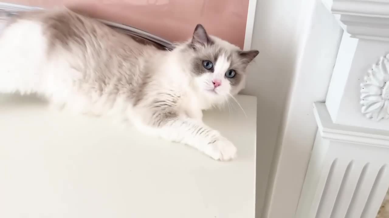 Ragdoll cats for sale: INDOOR FULL PEDIGREE 4 YEARS RAGDOLL FEMALE CAT - Video 2