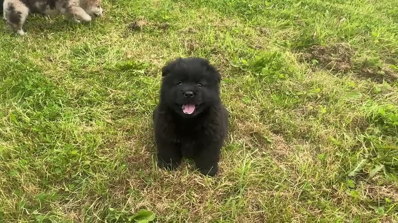 Chow Chow dogs for sale: Adorable black male chowsky puppy for sale  - Video 2