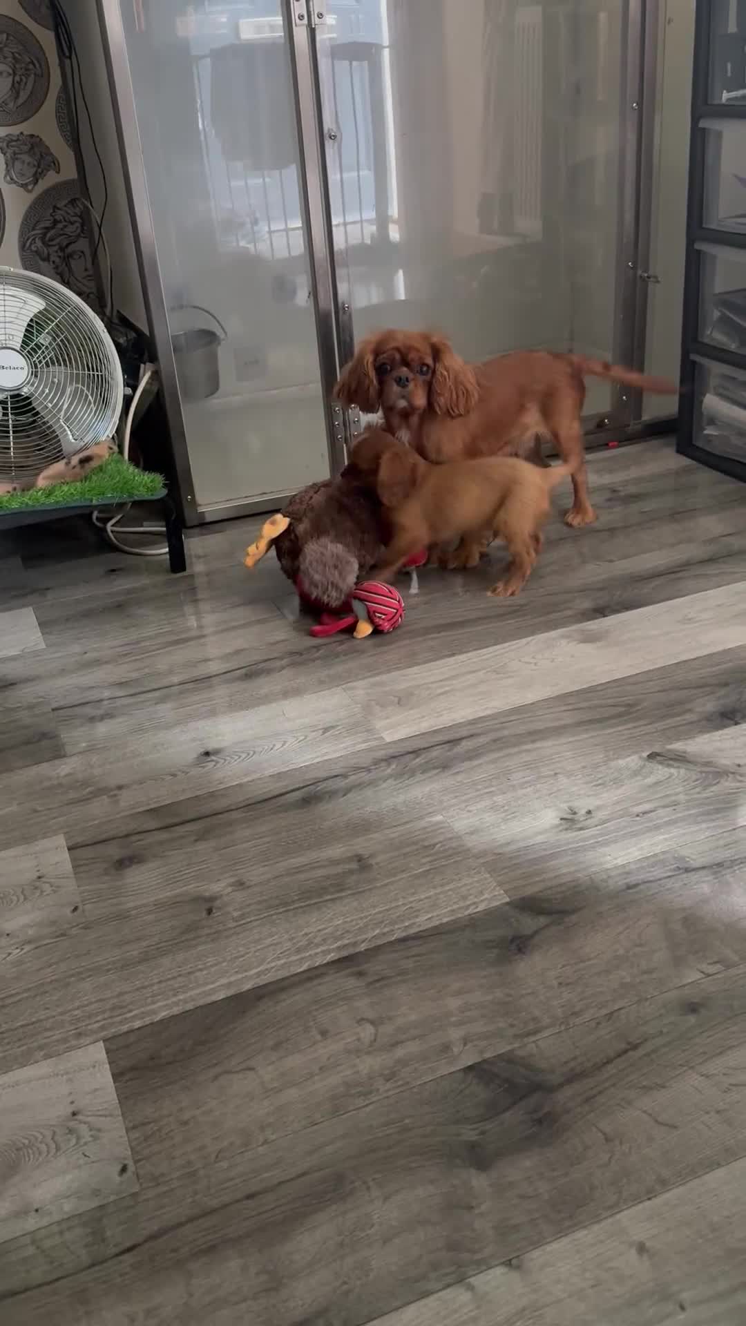 Cavalier King Charles Spaniel dogs for sale: DNA clear cavalier puppies ready now  - Video 1