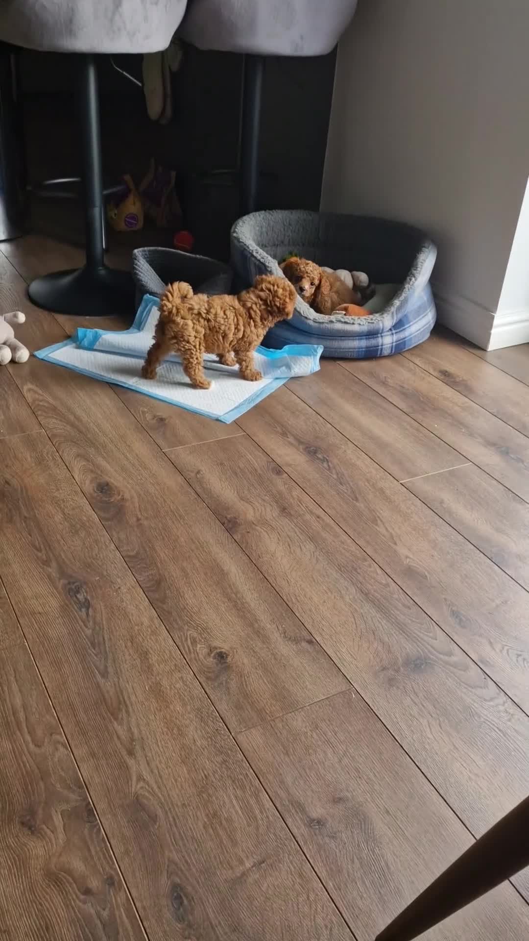 Cavapoo dogs for sale: Cavapoo FB1 females - Video 1