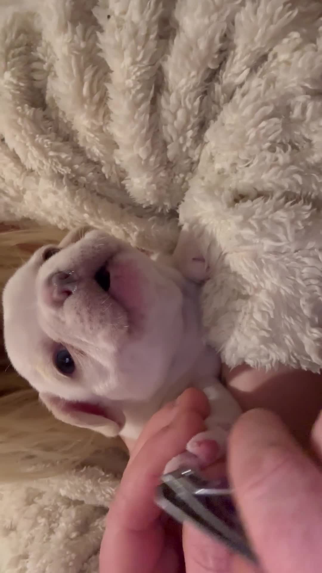 French Bulldog dogs for sale: French bulldog puppies - Video 2