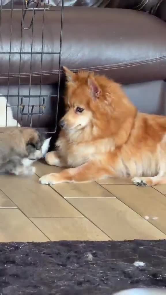 Pomeranian dogs for sale: 3 Pomeranian Puppies Ready in Preston - Video 1