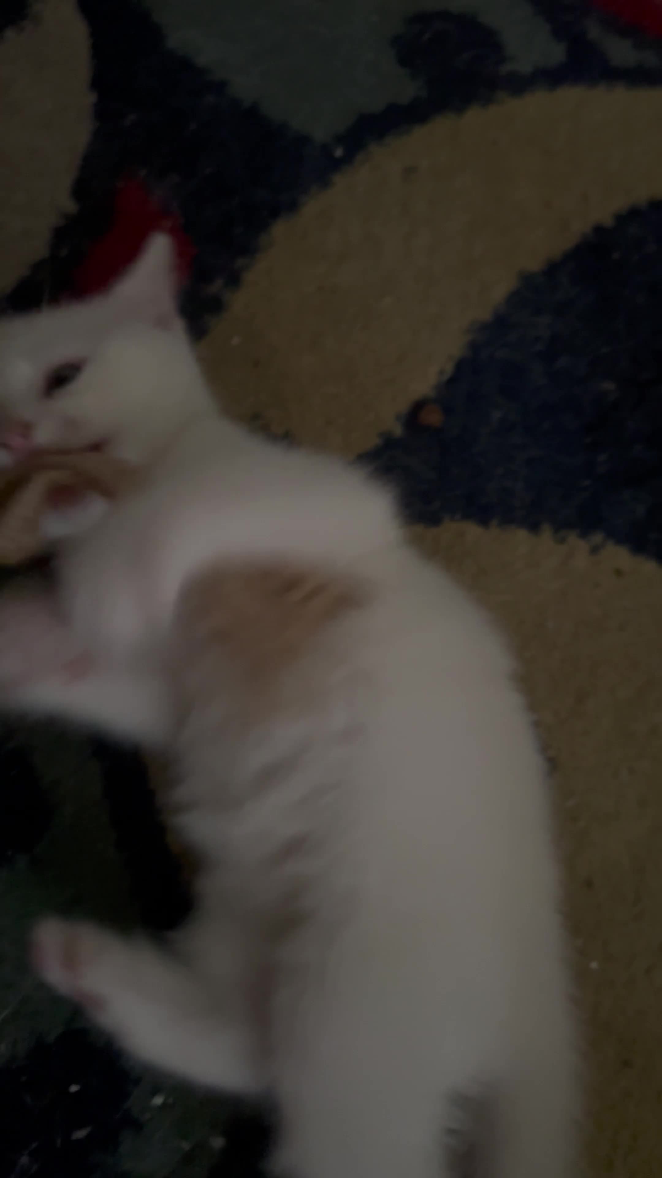 Turkish Van cats for sale: Turkish Van kittens male and female  - Video 2
