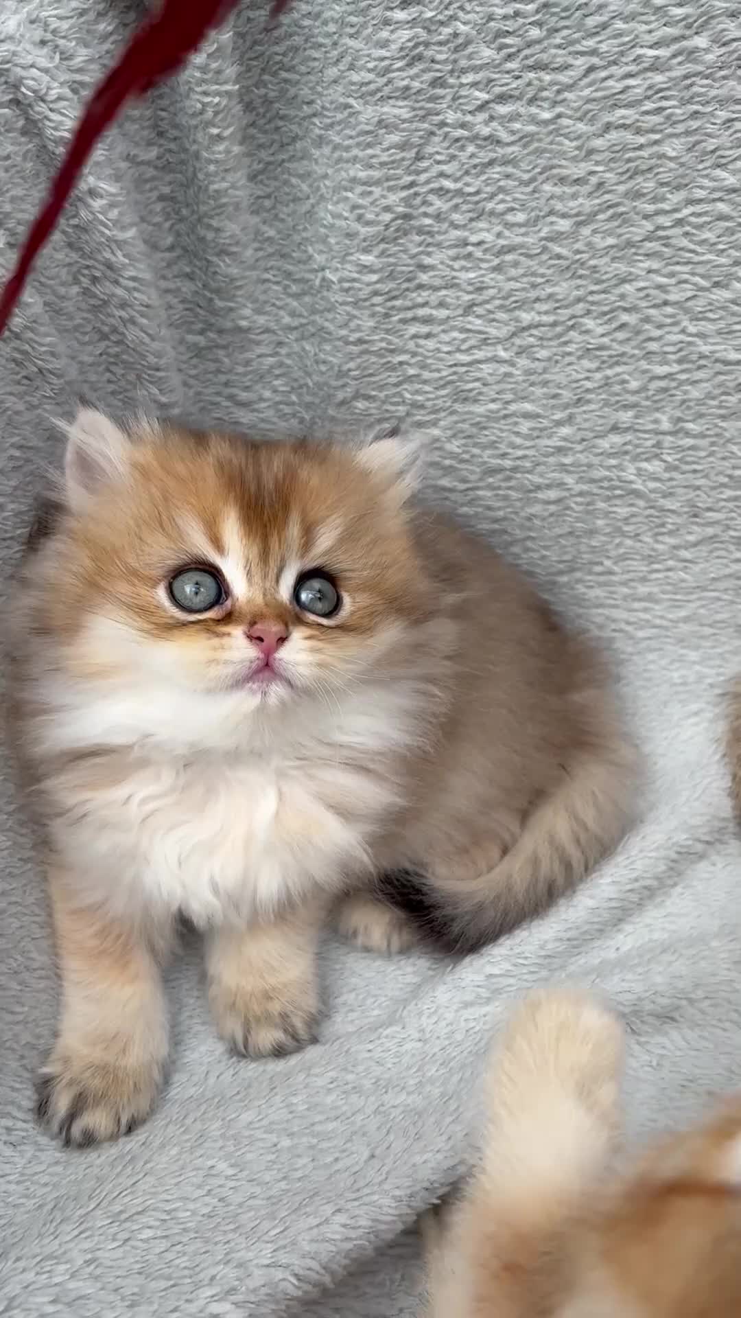 British Longhair cats for sale: Pedigree British longhair golden chocolate black - Video 2