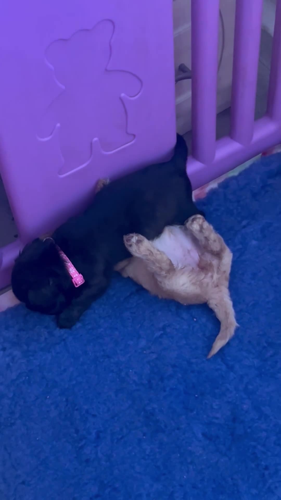 Mixed Breed dogs for sale: Cava tzu poos for sale - Video 1