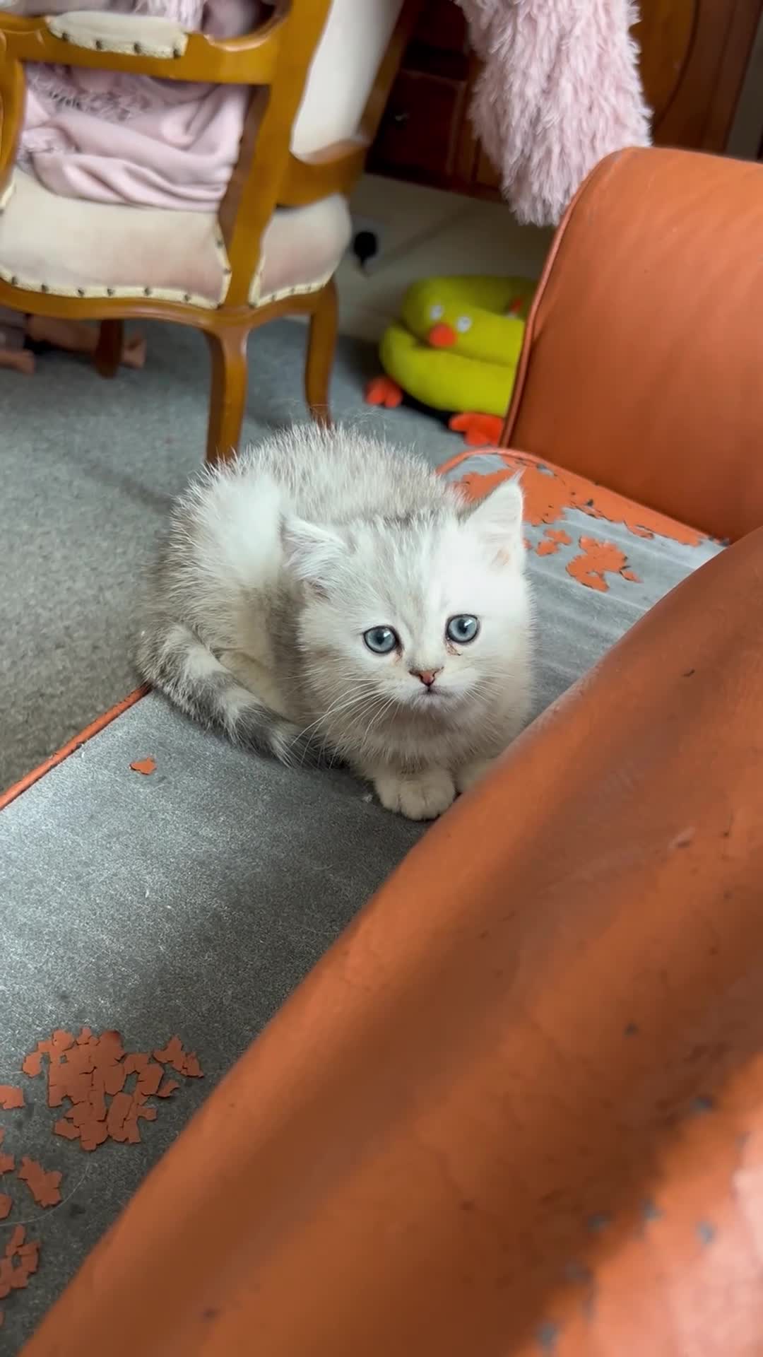 Munchkin cats for sale: Beautiful Fur Babies 🤗 - Video 2
