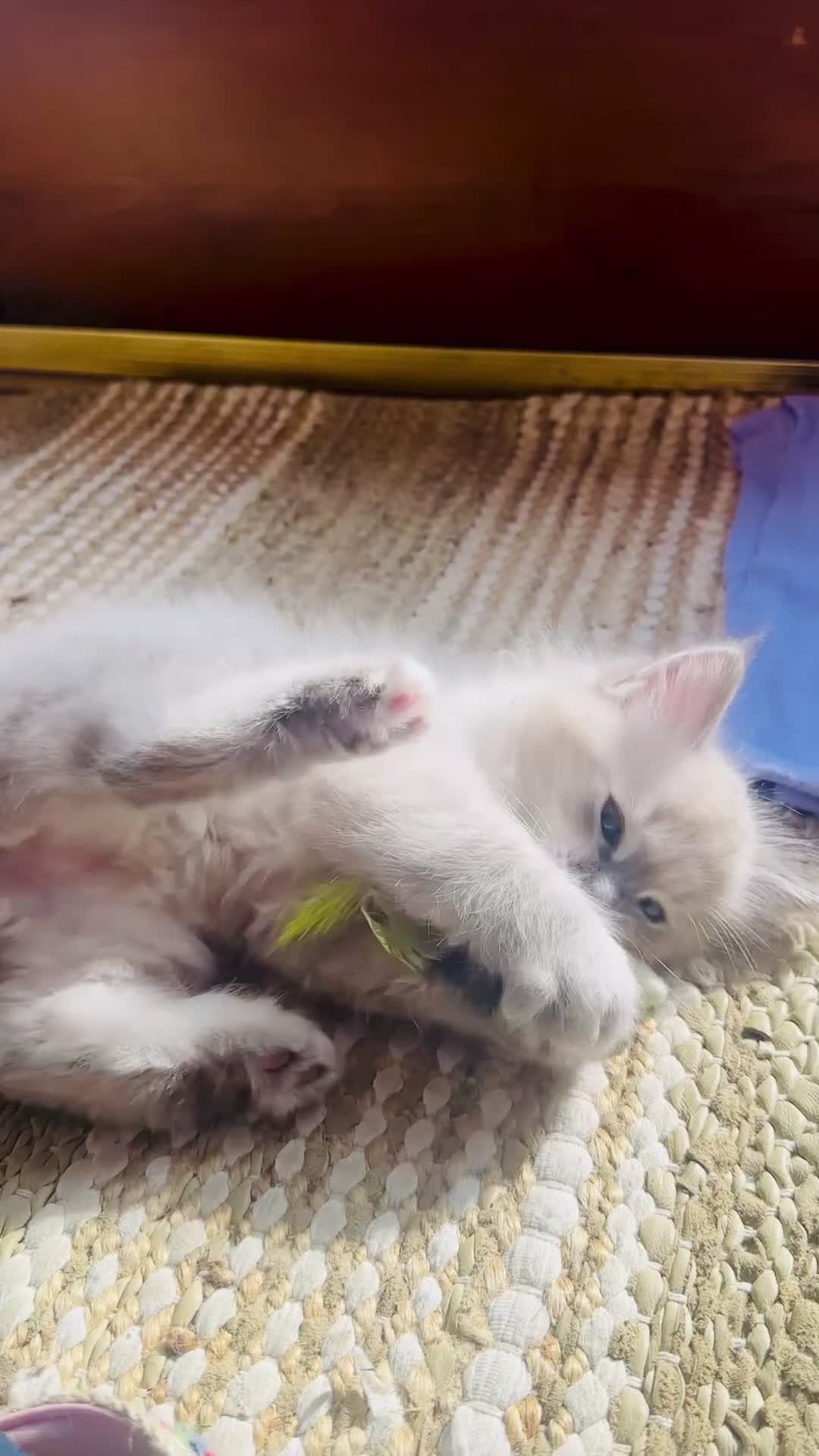 Ragdoll cats for stud: Ragdoll Blue lynx available for stud services  in Cardigan - Video 2