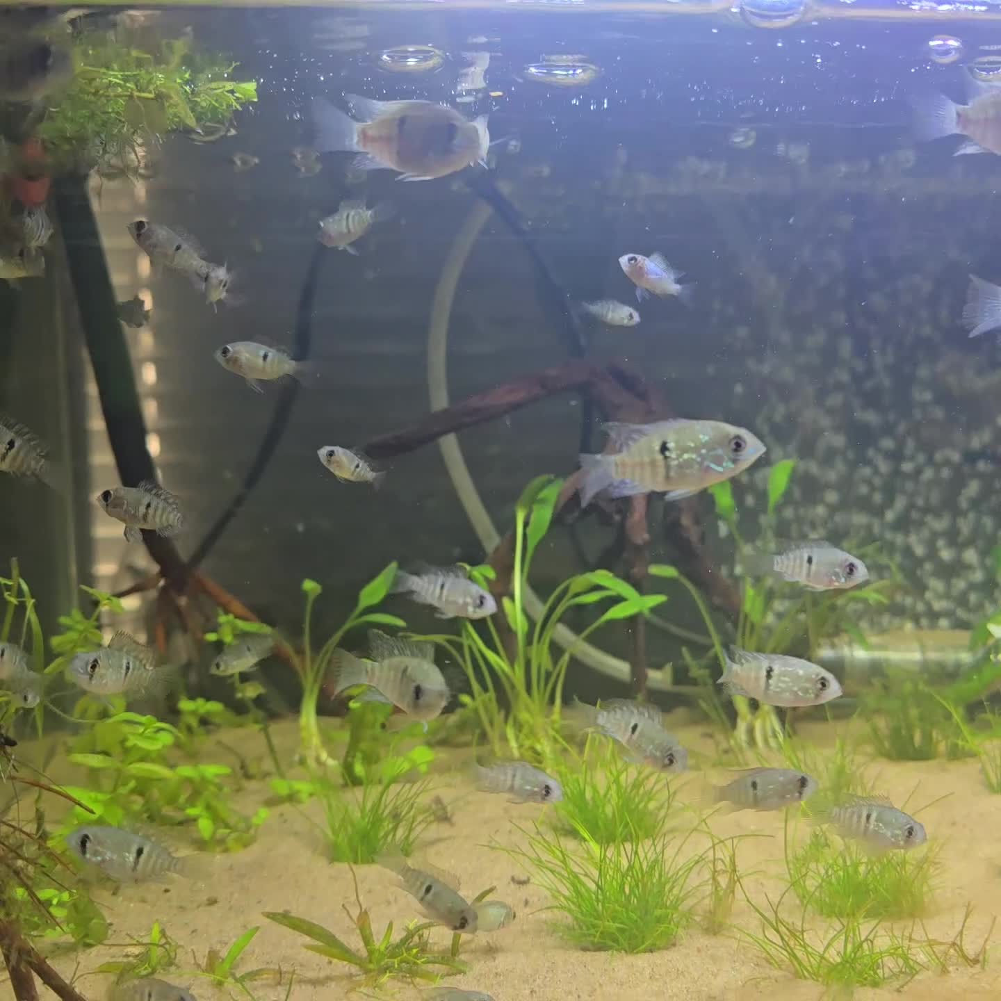 Cichlids fish for sale: Blue acara  in Letchworth Garden City - Video 1
